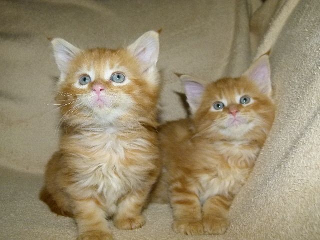 Tolle Maine Coon Mädchen m. Stammbaum - Katzen - Herbrechtingen