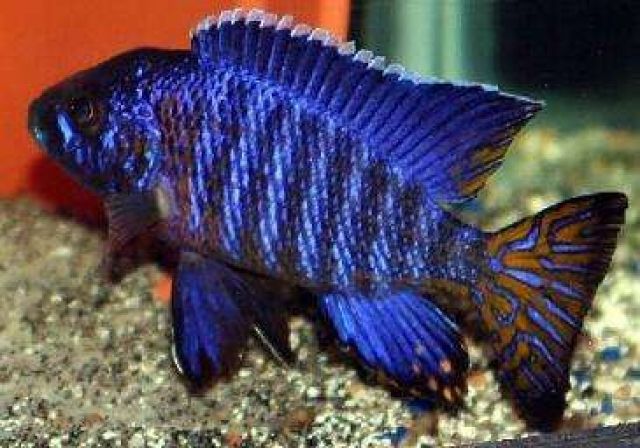 200 malawis aus zuchtaufgabe abzugeben - Aquarien und Zubehoer - Mengkofen