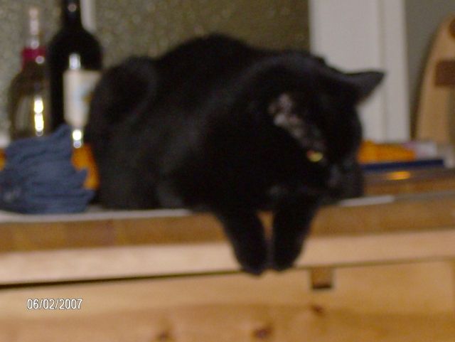 Katzen in liebevolle Hände abzugeben     - Katzen - Nassau