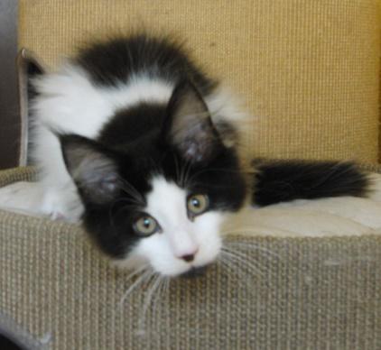 Wunderschöne Maine Coon Babys abzugeben! - Katzen - Remagen