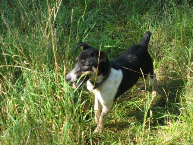 Jackrusselteriermix - Hunde - Nordhausen