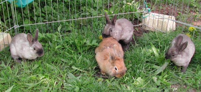 Süße zutrauliche Zwergkaninchen - Hasen Kaninchen - Ansbach