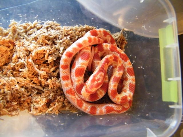 Kornnatter  Pantherophis Guttatus  M8 zu verkaufen - Reptilien - Lützelbach-Seckmauern