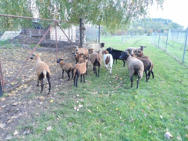 Kamerunlämmer zu verkaufen  - Nutztiere - Gerbstedt OT Ihlewitz