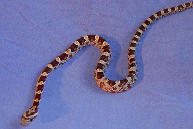 Kornnattern  Pantherophis Guttatus  ab 30€ - Reptilien - Wilhelmshaven