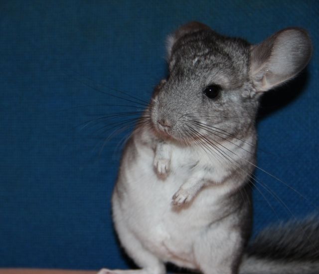 Chinchilla Böckchen abzugeben   3 Monate alt  - Nagetiere Allgemein - Karlsruhe