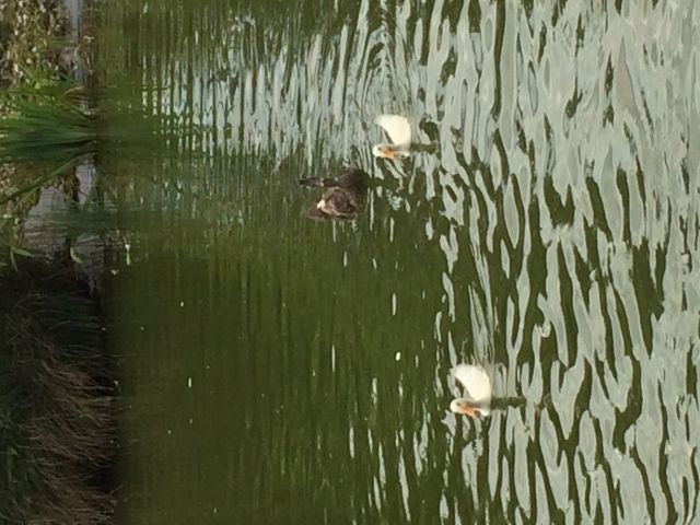 Laufentenfamilie in gute Hände abzugeben - Sonstiges - Oelde