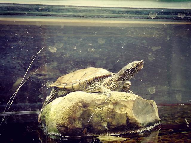 Mississippi Höckerschildkröte  - Reptilien - Bensheim