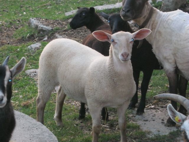 Kleintiermarkt/Schafe - Nutztiere - Wilsdruff