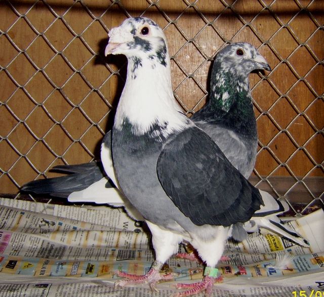 Schöne Tauben, Brieftauben, Standardbrieftauben, Standadtauben - Voegel - Tann rhön 