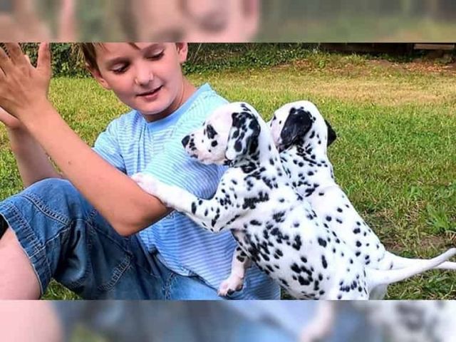 Wunderschöne Dalmatiner  Welpen - Hunde - Saarbrücken 