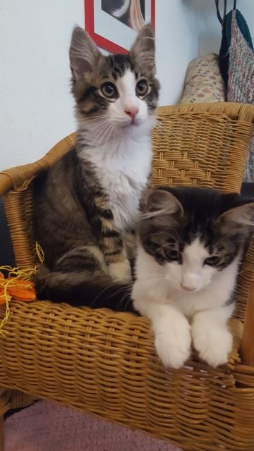 Katzen Kleinanzeigen Katzen Annoncen Katzen Inserate Katzen