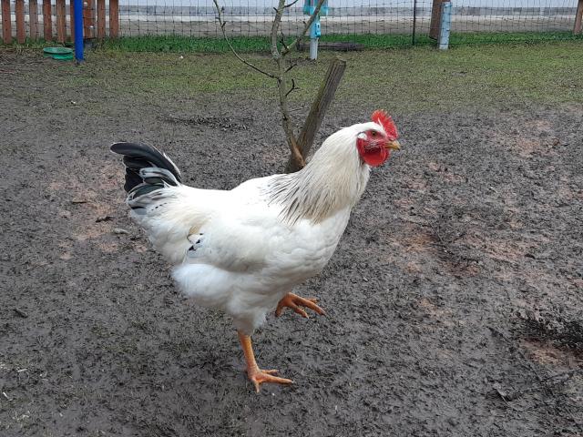 Hahn, jung abzugeben - Nutztiere - Emskirchen