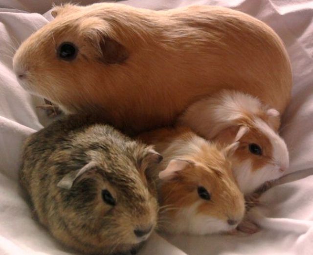 Knopfaugen suchen Kuschelpartner - Meerschweinchen - Hattorf am Harz