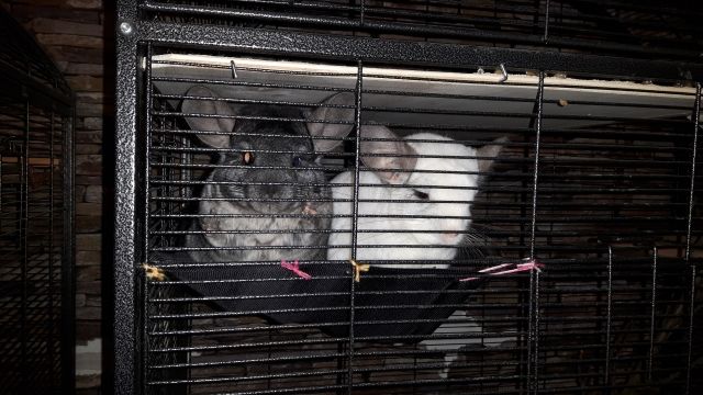 Chinchillas mit Zubehör in liebevolle Hände abzugeben - Sonst Nagetiere - Wallerstein