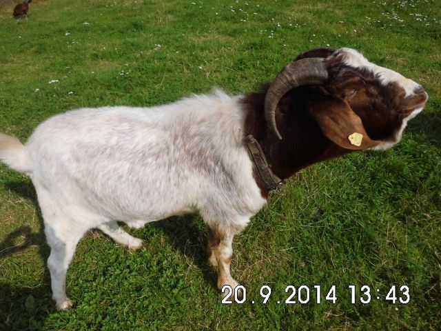 Burenziegenbock - Nutztiere - Hohenmölsen
