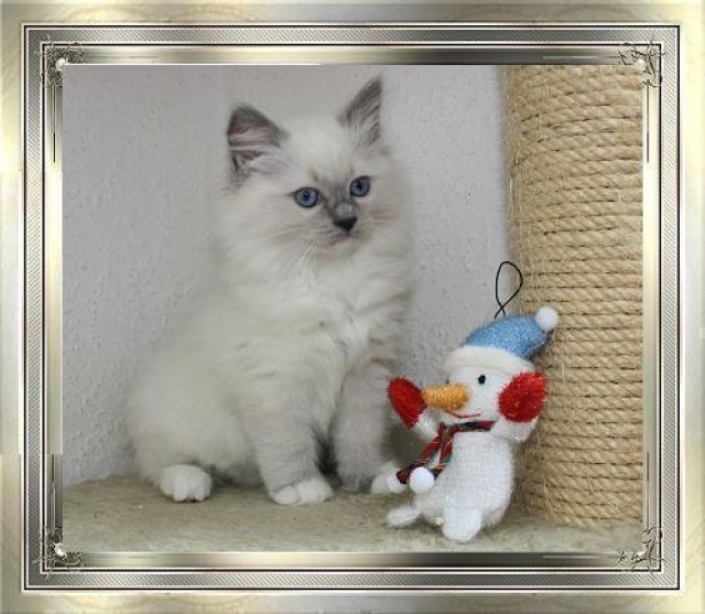 Ragdoll Babys stellen sich vor....... - Katzen - Tanneberg