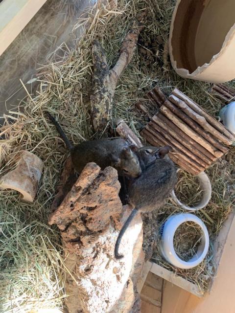Supersüsse Degu-Jungs abzugeben - nur in gute Hände! - Nagetiere Allgemein - Osnabrück