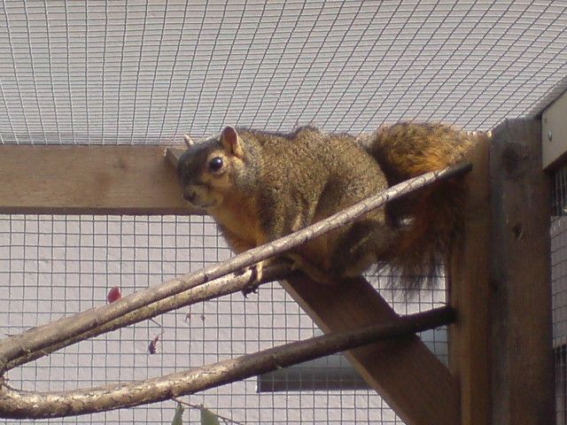 Amerikanische Füchshörnchen , Zuchtpaar - Sonst Nagetiere - Plattling