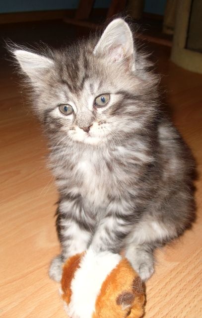 Sehr schöne Maine Coon Kitten suchen bald neue Schmuseeltern - Katzen - daun