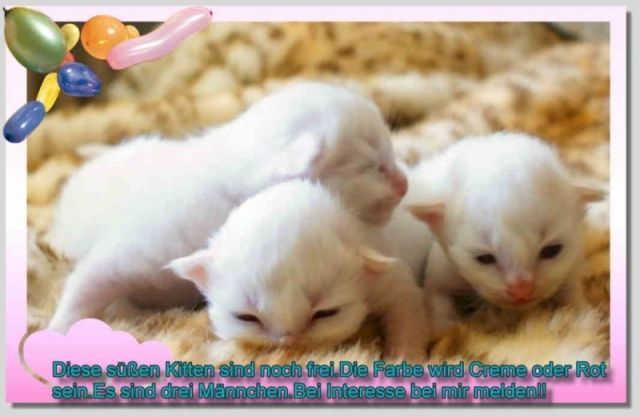 Heilige Birma Kitten - Katzen - Duisburg