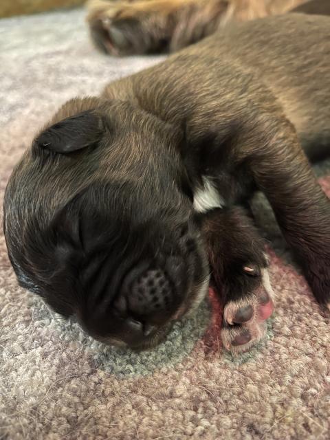 Leonberger x Bernhardiner Welpen  - Hunde - Weida 