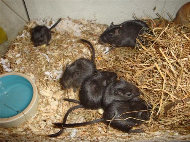 Mongolische Wüstenrennmäuse aus Hobbyzucht - Maeuse - Bonn