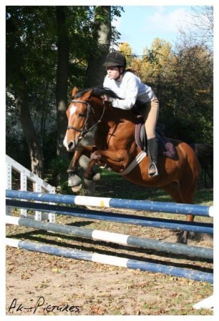 Suche Reitbeteiligung im Kreis Düren - Reitbeteiligung - Düren