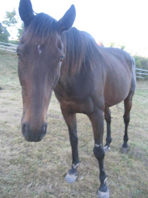 Suche Reitbeteiligung nach Waxweiler   - Reitbeteiligung - Waxweiler
