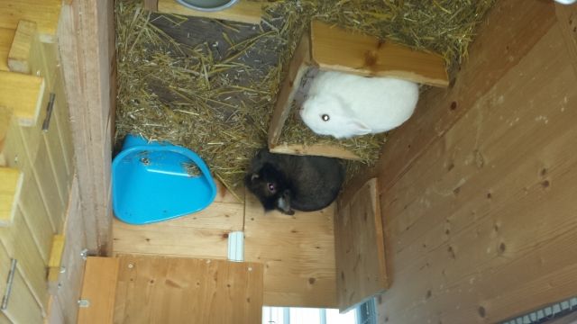 Zwergkaninchen Paar - Hasen Kaninchen - Kassel