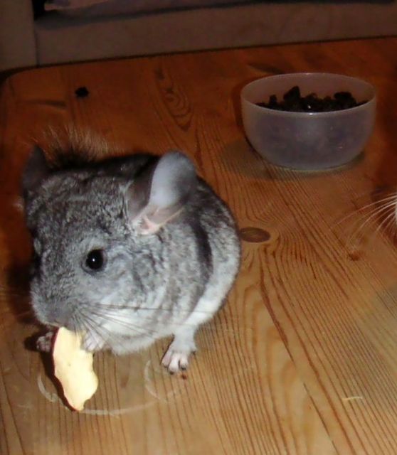 Chinchilla Baby - Nagetiere Allgemein - Bruchsal