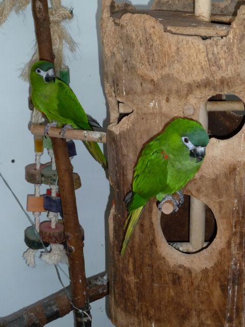 Hahn s Zwergaras abzugeben - Voegel - Bünsdorf