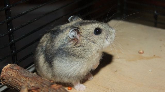 Campbell Hamster / Zwerghamster aus Hobbyzucht.  - Hamster - Holzgerlingen 