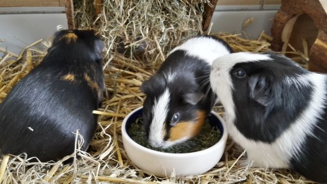3 Meerschweinchendamen in liebevolle Hände abzugeben  - Meerschweinchen - Georgsmarienhütte