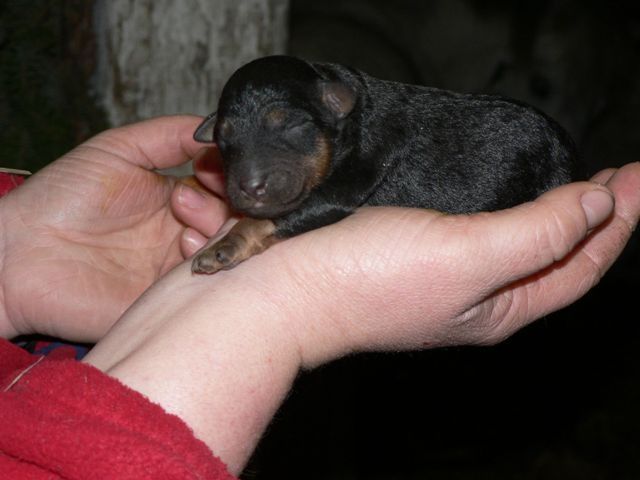 Deutsche Jagdterrierwelpen - Hunde - Strameuß