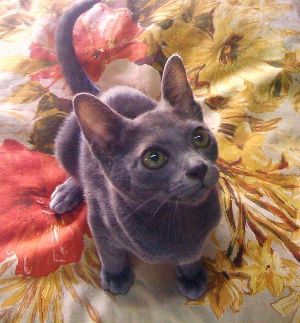 Koratkitten abzugeben - Katzen - Ostenfelde