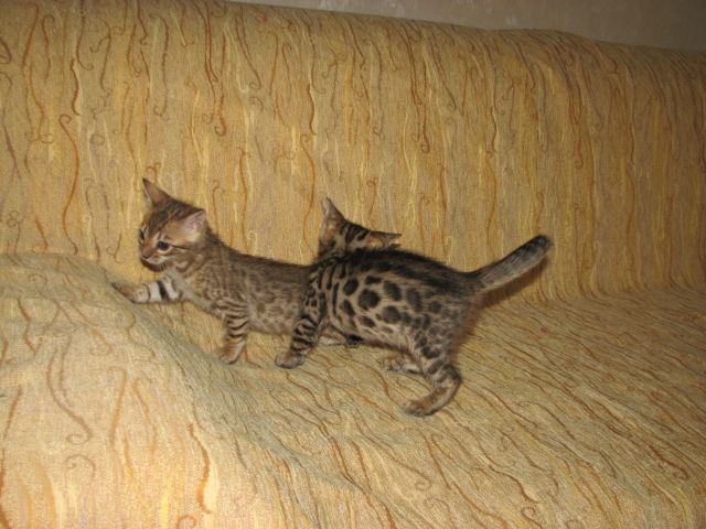 Bengalkitten - Katzen - Cottbus