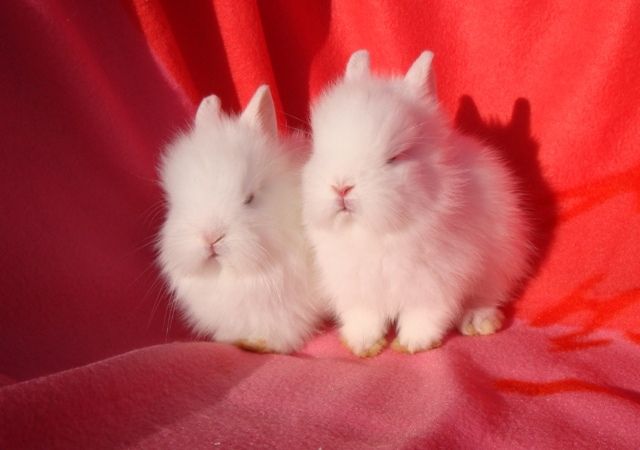 Süße zwerghasen zwergkaninchen abzugeben - Hasen Kaninchen - altomünster