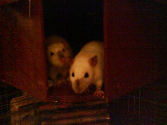Viele kleine Siam Rattis gegen Schutzgebühr abzugeben - Ratten - Kempten/Allgäu
