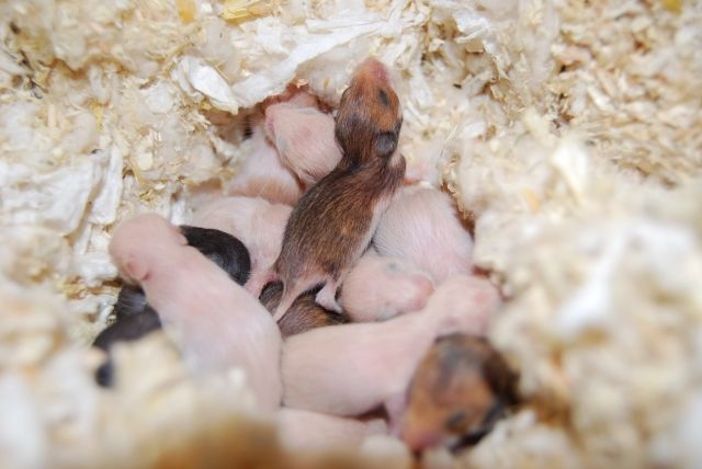 Hamsterbabys aus liebevoller Hobbyzucht - Hamster - Stolberg