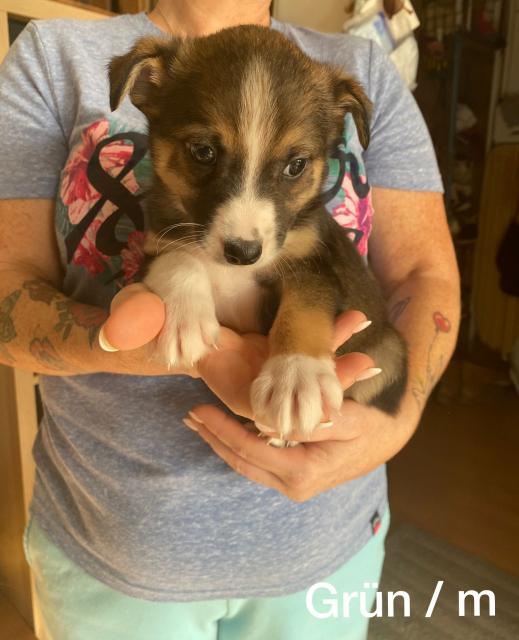 Australian Shepherd Mixwelpen - Hunde - Köln