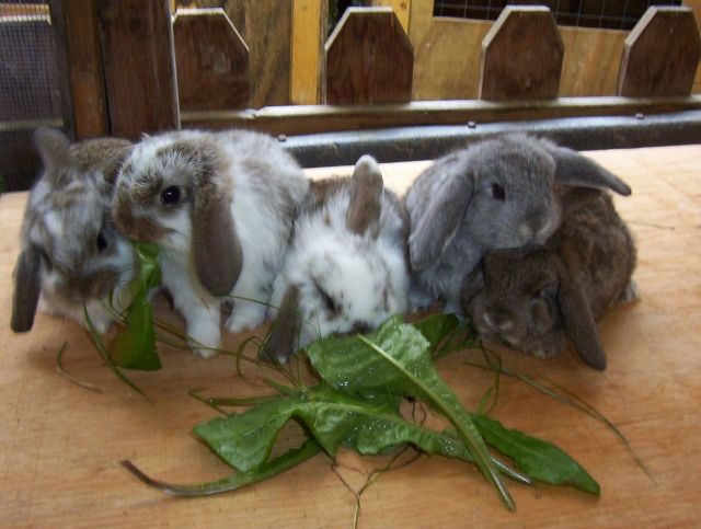  Zwergwidder - Hasen Kaninchen - Großbettlingen