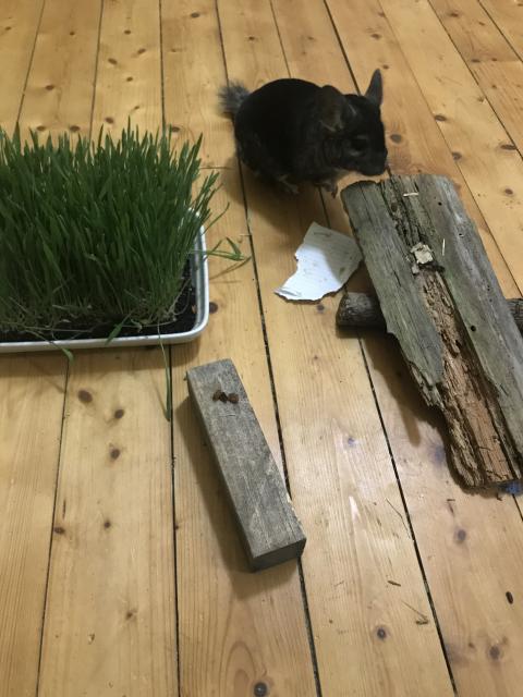 Chinchilla Männchen kastriert - Nagetiere Allgemein - Schwartbuck