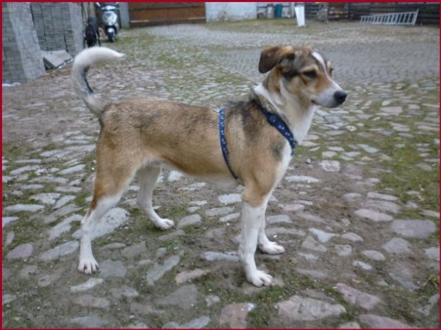 Mischling   kastrierter Rüde, 10 Mon.  Django - Tiere In Not - Sachsen Anhalt