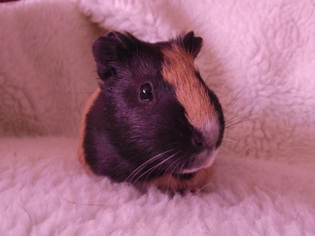 Süße Notmeerschweinchen suchen, auch Außenhaltung - Meerschweinchen - krefeld