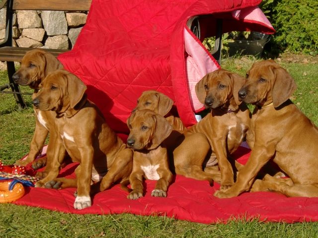 Rhodesian Ridgeback Welpen abzugeben | kleintiermarkt.com