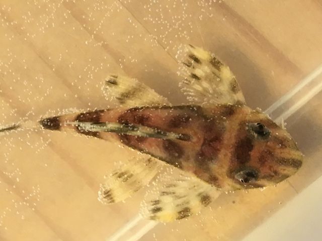 Hypancistrus L 333 Wels - Fische - Schlegel
