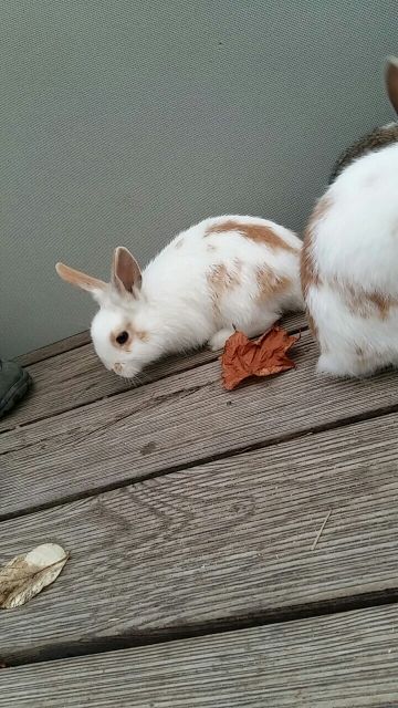 Zwergkaninchen  m   15 Wochen geimpft - Hasen Kaninchen - Kabelsketal