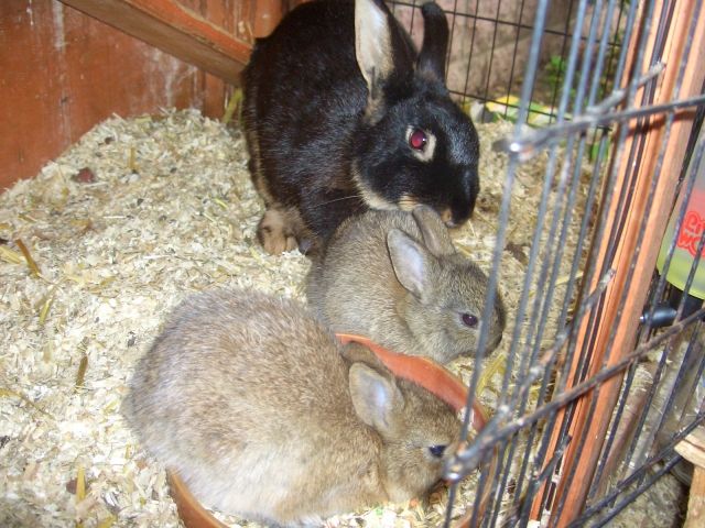  süße Zwergkaninchen - Hasen Kaninchen - Halle