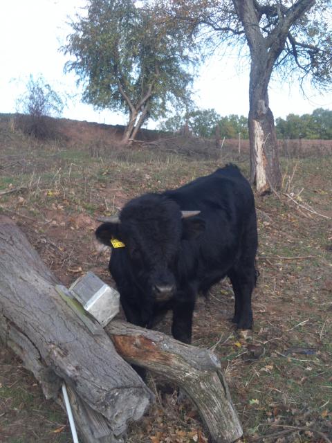 Verkauf von Dexter-Rindern - Nutztiere - Eschwege OT Oberdünzebach